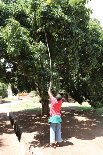 Mango Picking (1)