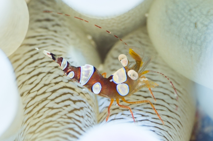 squat anemone shrimp 2