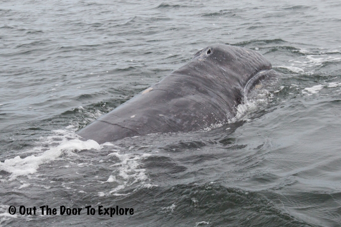 grey whale 12